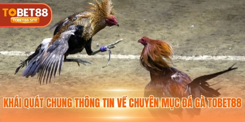 Khái quát chung thông tin về chuyên mục đá gà TOBET88